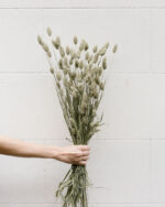 Phalaris