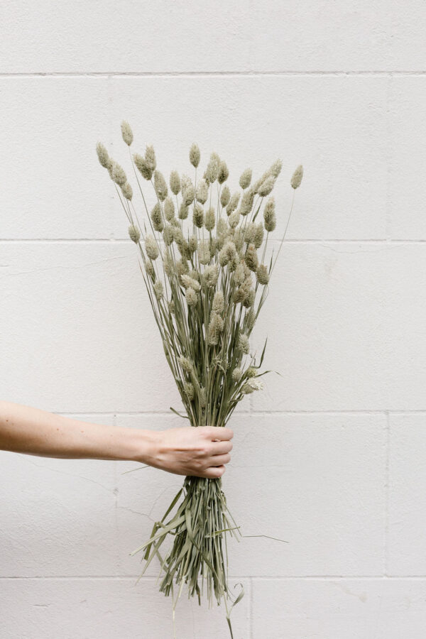 Phalaris