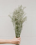 Gypsophile