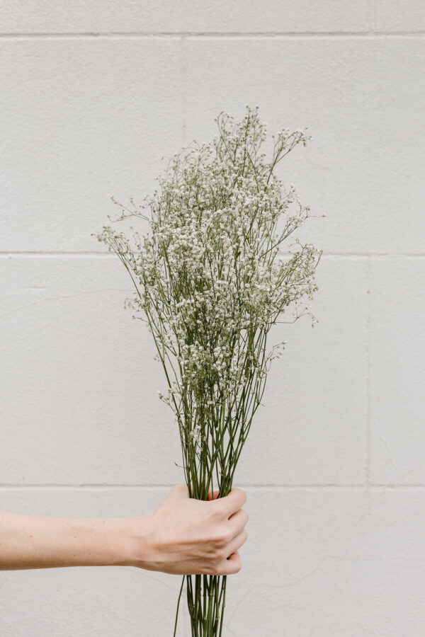 Gypsophile