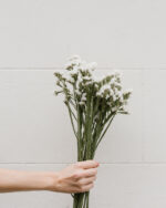 Statices blanches