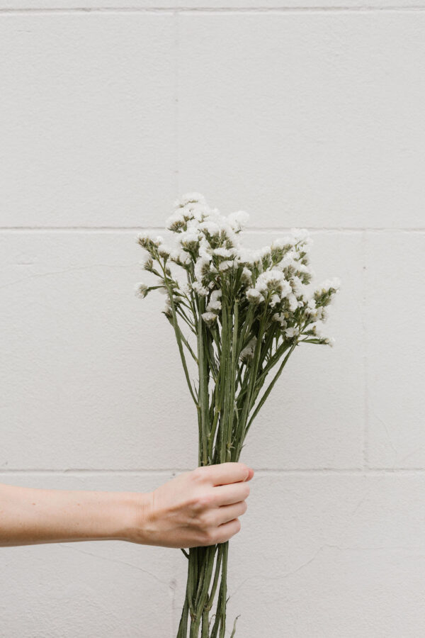 Statices blanches
