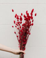 Phalaris rouges