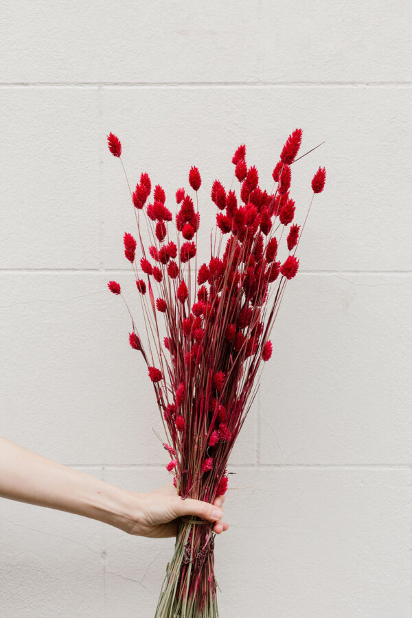 Phalaris rouges