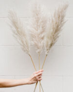 Pampas