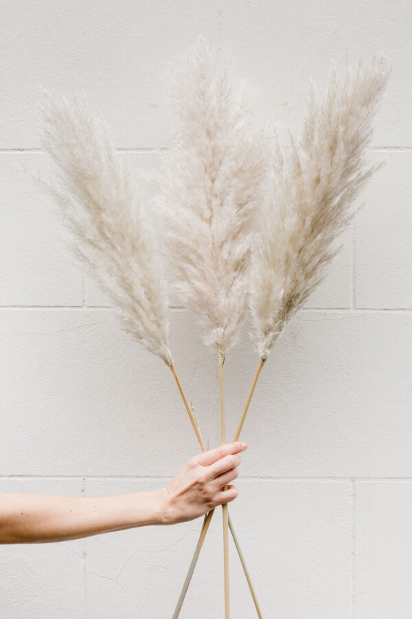 Pampas